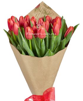 Red tulips